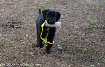 Quinn at 14weeks old with Dokken canvas dummy